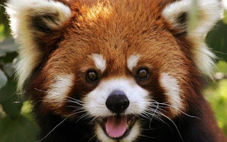 Red Panda, The Funny that Adorable