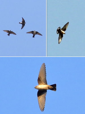 Eurasian Crag-Martin