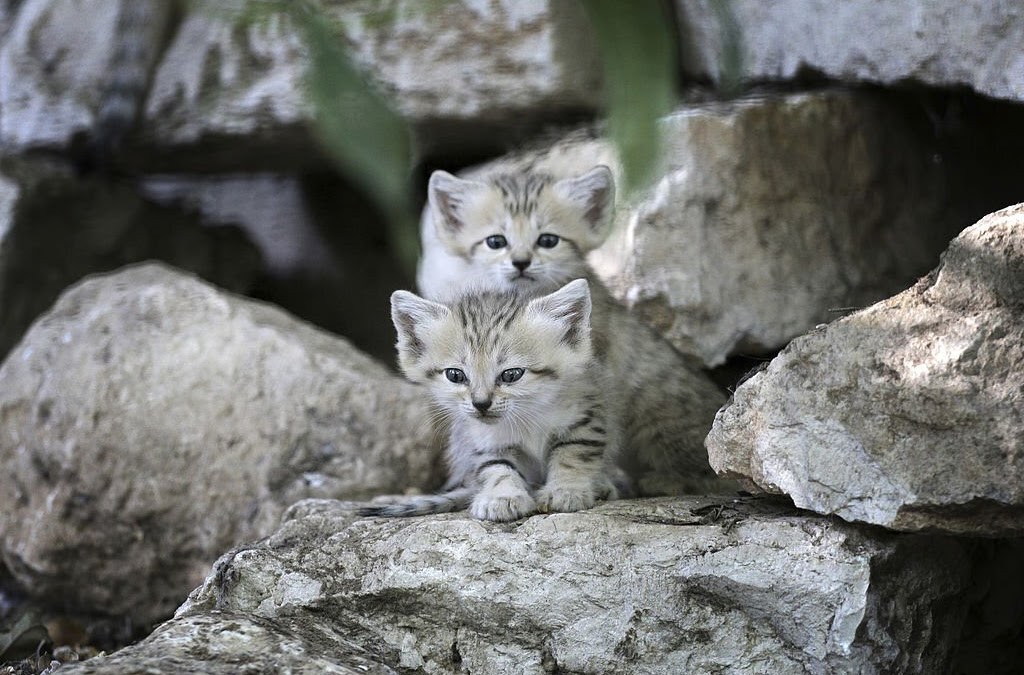 Kucing gurun imut SAND CAT (felis margarita), yang hidup di tempat ekstrim