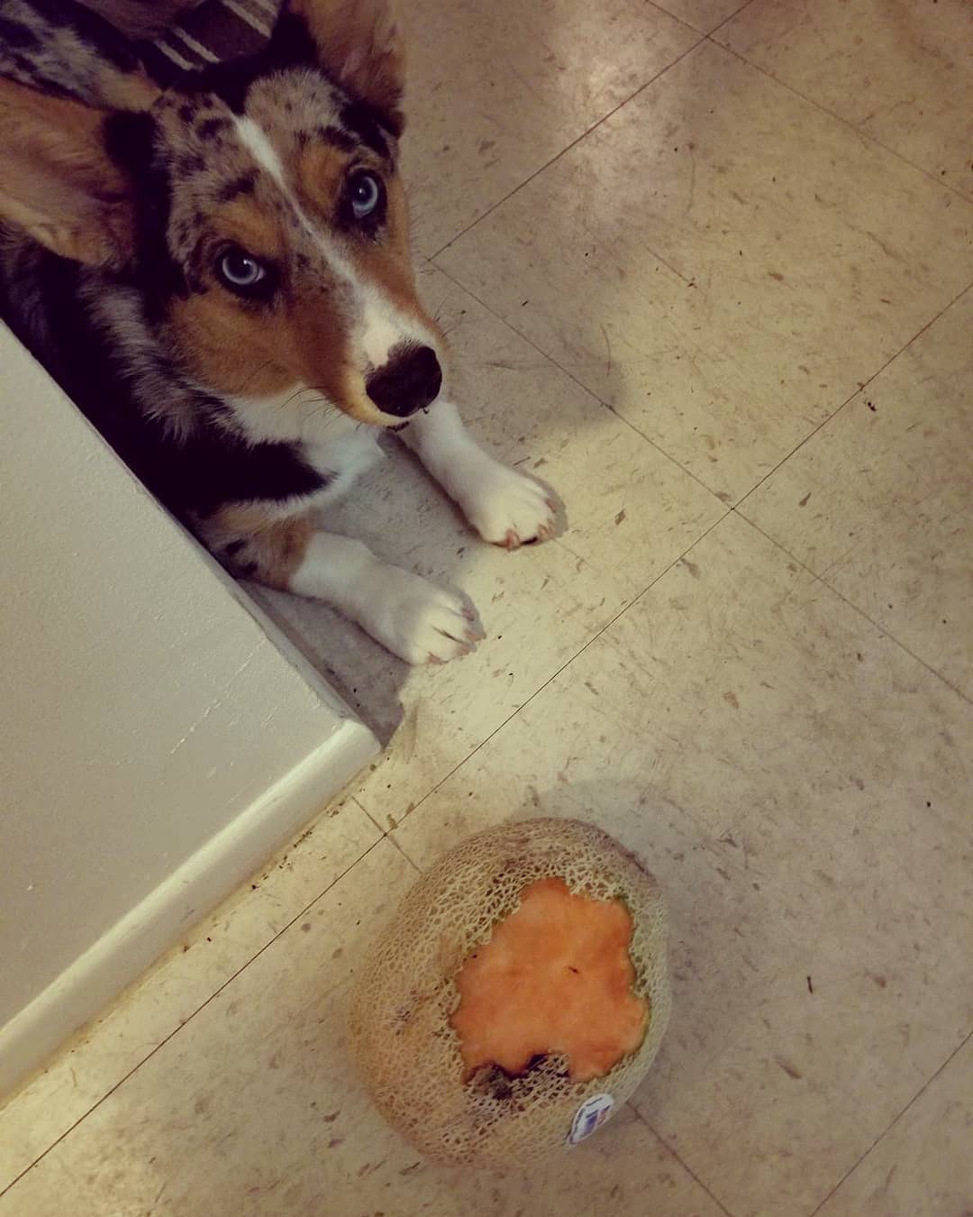 dog stole a cantaloupe