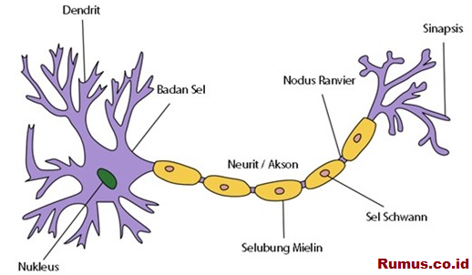 Struktur Jaringan  Hewan  Biologine Pak Mycunk