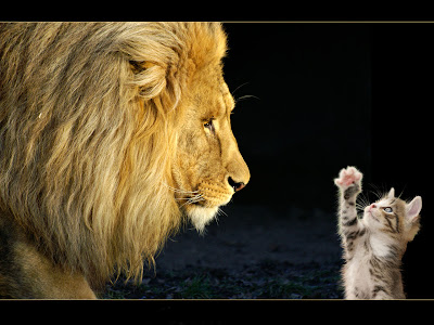 cute cat wallpaper. Lion chating with a cat