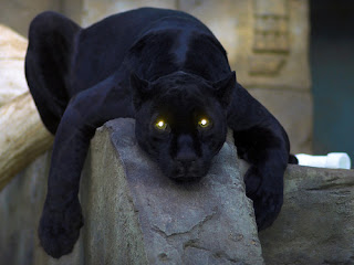 Funny Panther