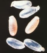 Bed Bug: Bed Bug Egg Picture