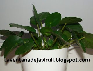 como-cuidar-pilea-peperomioides