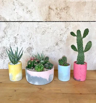 Cactos na decoração