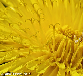 Dandelion details