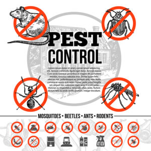 Affordable Pest Control Services Gold Coast