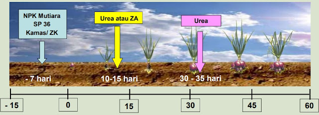 https://tipspetani.blogspot.com/2018/09/cara-yang-tepat-pemupukan-pada-budidaya.html