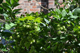 Hop flowers