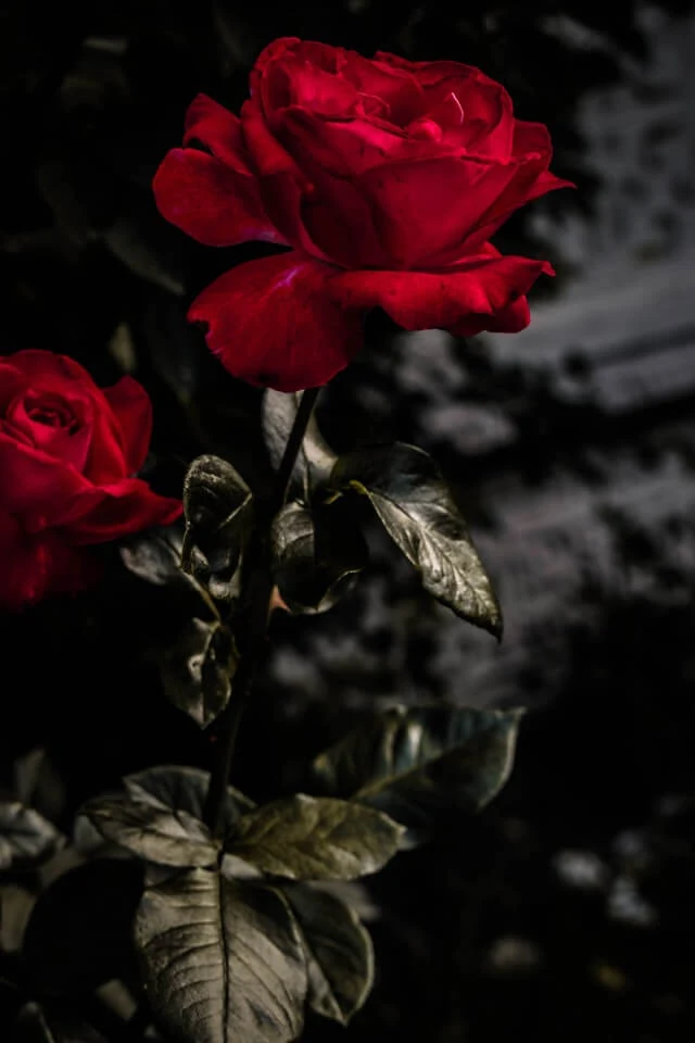 গাঢ় গোলাপী গোলাপ ফুলের ছবি - Picture of dark pink rose flower - গোলাপ ফুলের ছবি ডাউনলোড - বিভিন্ন রঙের গোলাপ ফুলের ছবি ডাউনলোড - rose flower - NeotericIT.com