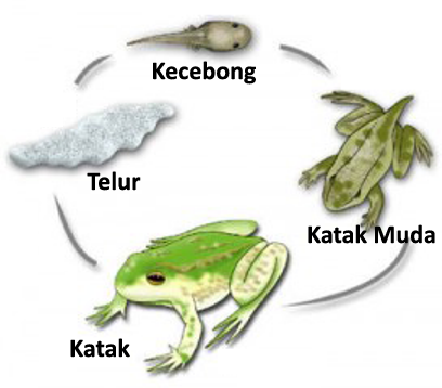 urutan perkembangan metamorfosis katak