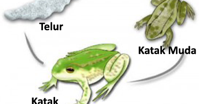 waktu metamorfosis katak