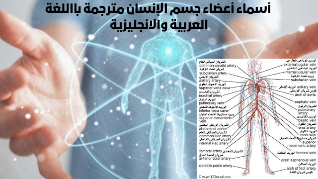 أسماء أعضاء جسم الإنسان مترجمة بااللغة العربية والانجليزية