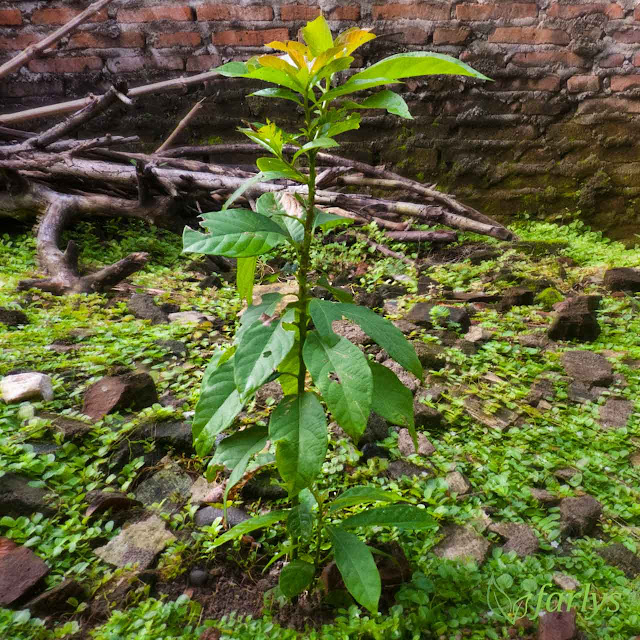 Bibit tanaman buah Alpukat (Persea americana) A