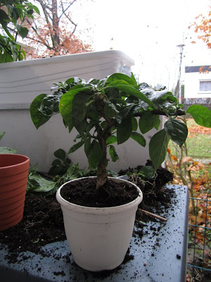 chili bonsai rohling