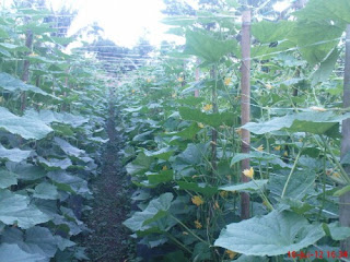  Mentimun merupakan salah satu jenis hortikultura yg mempunyai banyak kegunaan & nilai  Bisnis Bertanam Mentimun