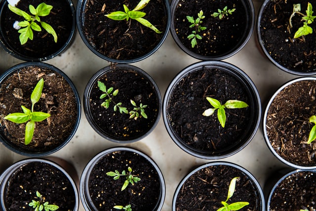 Gardening, Plants in pot,