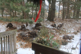 wild turkeys in the front yard