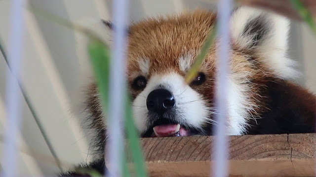 姫路市立動物園  姫路城