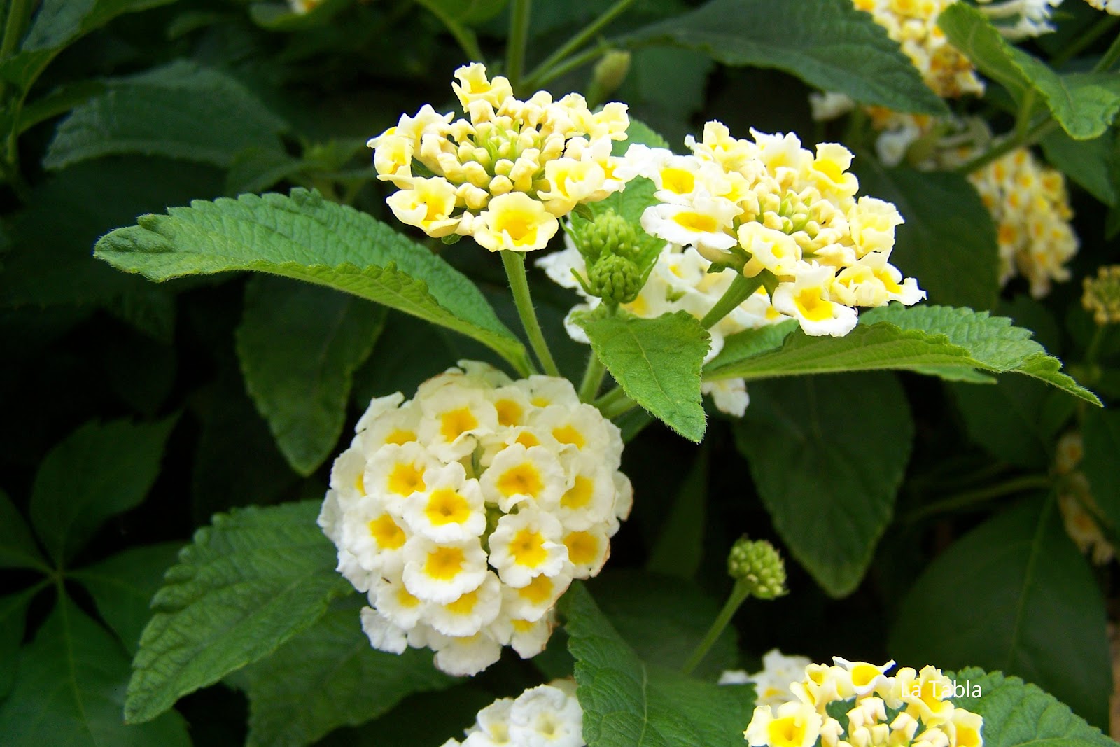 Lantana camara Victoria, sobre la caseta y en flor