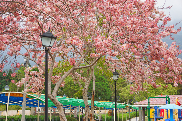 嘉義竹崎公園花旗木盛開，親水設施、天空步道、吊橋，休閒好去處