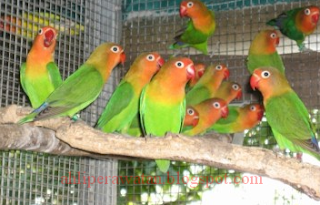 Prospek Bisnis Penangkaran Lovebird bagi Pemula