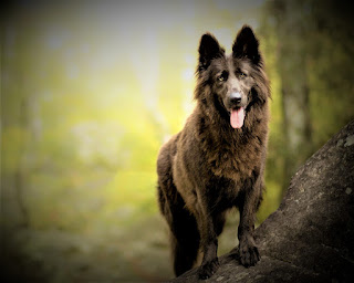 Belgian Shepherd Groenendael  History Groenendael belongs to the breed of dogs Belgian Shepherd, being one of four types. Belgian Shepherds also include Tervuren, raspberry, and Lakota. At the end of the 19th and early 20th centuries, this breed was actively developed and had great success at home. Actually, the first standard of the breed was drawn up in 1892, and a year earlier the club of Belgian Shepherds (Club du Chien de Berger Belge) was created in Brussels.  Now it is not known exactly when the work on the creation of this national breed began, the point of count is considered to be the end of the 1800s. Under the guidance of Professor A. Ryul, a group of dog breeders studied local shepherds in Brussels and other regions of Belgium, coming to the conclusion that they all have a very similar appearance, differing only in the color of wool.  The Belgian Shepherd of black color, or, Groenendael, was developed mainly in the nursery of Nicholas Rose, and its name got from the name of the estate of this breeder - "Chateau Groenendael", in the suburbs of Brussels. The first dogs from which all other members of this breed originated are Petit and Picard.  Literally, after the first dog shows, they gained great fame in Europe and America, they were used by border guards and police. Versatility, strength, endurance, courage, and intelligence have made these dogs excellent helpers to man not only in the service of law enforcement, and at the border, but also during the First World War.  Groenendael dogs carried messages between trenches and headquarters, making their way under a hail of bullets and shrapnel from explosions, and even helped carry carts with machine guns and first aid. In 1919, a club of Belgian sheepdogs of America was even created. Due to their huge popularity, they also took part in the Second World War.  Characteristics of the breed popularity                                                           06/10  training                                                                10/10  size                                                                        07/10  mind                                                                     09/10  protection                                                          10/10  Relationships with children                         10/10  Dexterity                                                             08/10     Breed information country  Belgium  lifetime  12-14 years old  height  Males: 61-66 cm Bitches: 56-62 cm  weight  Males: 30-37 kg Suki: 25-30 kg  Longwool  Long  Color  black  price  1000 - 3000 $       Description These are dogs of large size, muscular, strong, triangular ears, straight-faced, dark brown eyes. The outlines of the body are square, the tail is fluffy, the hair is long, black.     Personality The Belgian Shepherd dog feels great devotion to his family and the owner has an obedient, gentle disposition, and treats his loved ones with great care and attention. These are very smart dogs that need intellectual development, love different games, puzzles, are great at the learning process, and are interested in it.  Belgian Shepherds and their ancestors for centuries served people as shepherds and guards, so they developed valuable qualities. The Groenendael breed has a huge reserve of energy and vitality, loves walks, an active lifestyle, will gladly make a morning jog with you.  They are not prone to destruction if they do not find a way out of their energy, but the risk is still not worth it because the nature of the dog largely depends on heredity and other factors. Belgian Shepherds are great for children, being not just a nanny, but also the best friend of every child. It is important to teach the child the correct treatment of the animal, as this breed is very patient and your baby can inadvertently harm the pet, in the absence of a response.  The Belgian Shepherd is still used today as a service in the police, customs, and other law enforcement agencies in the United States and in many European countries. These dogs have excellent protective instincts, are very territorial, observant, and treat strangers with great care. As a watchdog for a private home, it's a wonderful choice. They are also used as companions for people with disabilities, as Groenendael is very smart and intelligent.  They are very adaptive and can get along in the city apartment without much trouble if you provide them with the proper level of activity and regular walks. Do not forget about early socialization - despite the good character and natural inclinations, expanding horizons with the help of new people, situations, smells, and sounds, the dog is necessary.     Teaching The Belgian Groenendael Shepherd breed is ideal for training both simple and complex teams. That is why these dogs are so widely used in various power structures, as well as companions for people with disabilities. They understand the person well, and the learning process can begin at the age of 6 months.  First, you need to train the animal with simple commands, then add distractions to the process, gradually increasing their number and adding other people as one of these factors. That is, you can just ask your child or, even better - your friend, just to stand next to each other. Then - to stand next to eating, for example, a hot dog. So the dog will learn to concentrate and perform the command even under the noise of the street and an abundance of smells. And don't forget about encouragement - this is an important aspect of learning.  In order to train a companion dog for people with disabilities, for example - a guide dog, usually attract a professional trainer with the appropriate specialization.     Care These dogs need regular combing, once or twice a week. Also be sure to clean the dog's ears from sediment and dirt, and bathe the pet at least once a week. Eyes need to be cleaned as needed, do not forget to prune the claws.     Common diseases Despite the fact that the breed Groenendael has good health and good immunity, hardy and strong, the propensity for certain diseases is still there.  hip dysplasia; elbow dysplasia; epilepsy; progressive retinal atrophy (PRA); Cancers; sensitivity to anesthesia - some Belgian Groenendael Shepherds are very sensitive to anesthesia, so their treatment often uses doses the same as in the case of Greyhound; Hypothyroidism.
