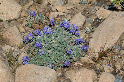 Lupinus lepidus var. lobbi (Dwarf Lupine) Among the Rocks