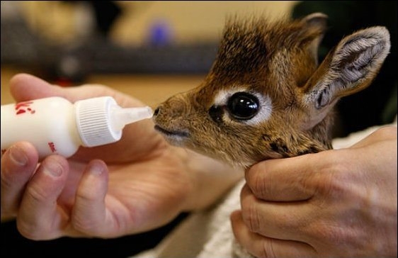 cute baby animals, baby animals, baby animal pictures, adorable baby animal pictures, baby dik dik antelope, cute baby dik dik antelope pictures