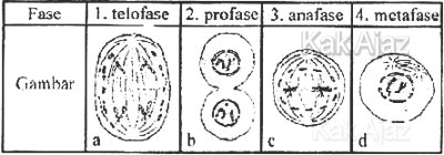 Tabel pembelahan mitosis, soal Biologi SMA UN 2016