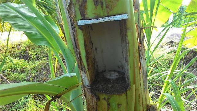 EKSPERIMEN YANG MEMUDAHKAN PENUAIAN BUAH PISANG - AZLAN RUMADI