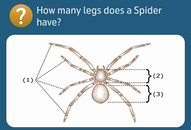 How many legs does a Spider have?