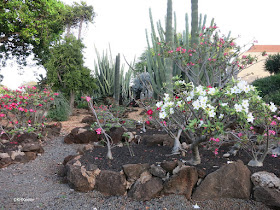 Kapi'olani Community College cactus garden 