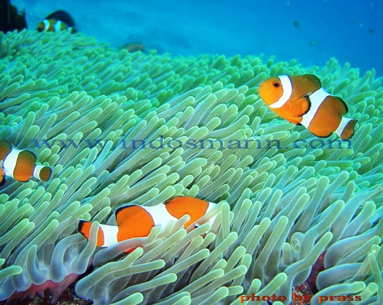 1001 Gambar  Keren Gambar  Nemo