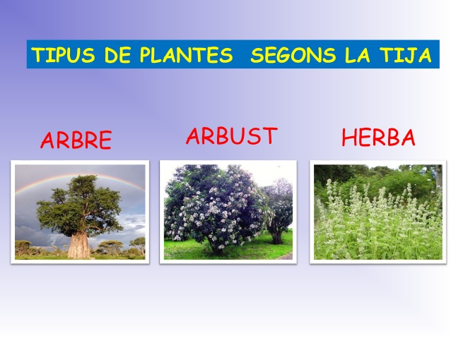 Resultat d'imatges de diferents tipus de plantes