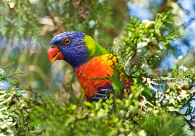 Rainbow Lorikeet Parrot Wallpaper