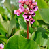 Bergenia cordifolia Flowers.