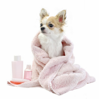 designer pet products