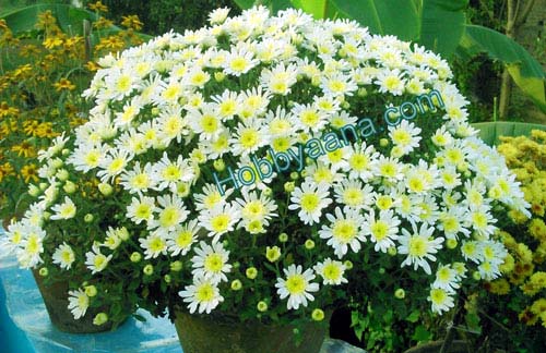 chrysanthemum in pots