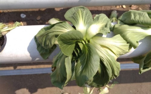 Satu keunikan yang sering terjadi pada tanaman hidroponik #5 penyebab daun tanaman hidroponik layu di siang hari dan segar di pagi dan sore hari.