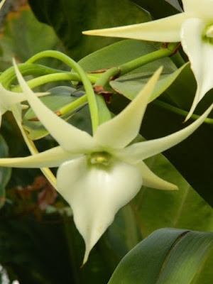 Angraecum spp. Orchid at the Allan Gardens Conservatory by garden muses-not another Toronto gardening blog