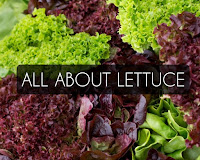 Types-of-lettuce-pictures-benefits-salad-production-recipes-scientific-name-price-iceberg-romaine