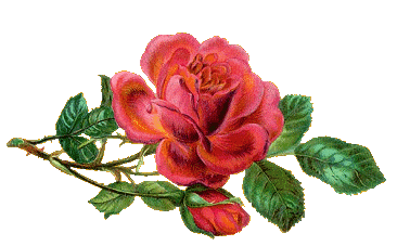 Fotos de flores ROSAS DE VARIOS COLORES - Imagenes De Flores De Rosas