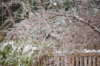 winter, snow, leesburg va, ice, winter wonderland, Virginia photographer, nature, landscape photography, frozen, 100mm f/2.8 Macro, canon, photoblog, loudoun county, 