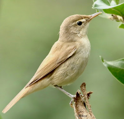 Sykes's Warbler