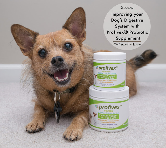 Review: Improving your Dog's Digestive System with Profivex® Probiotic Supplement