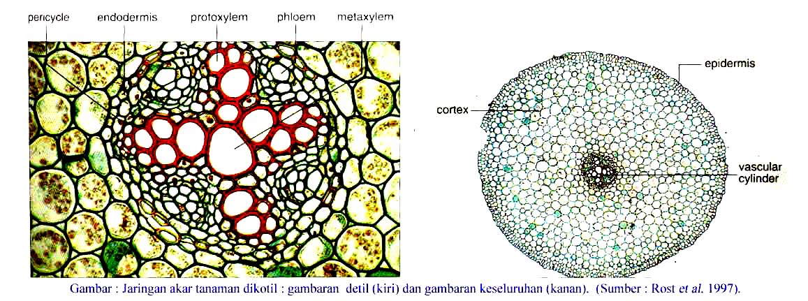 Biologi Online Akar