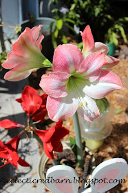 Eclectic Red Barn: Blooming Amaryllis plants