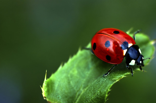 Alam Mengembang Jadi Guru Ladybug Kumbang Koksi 
